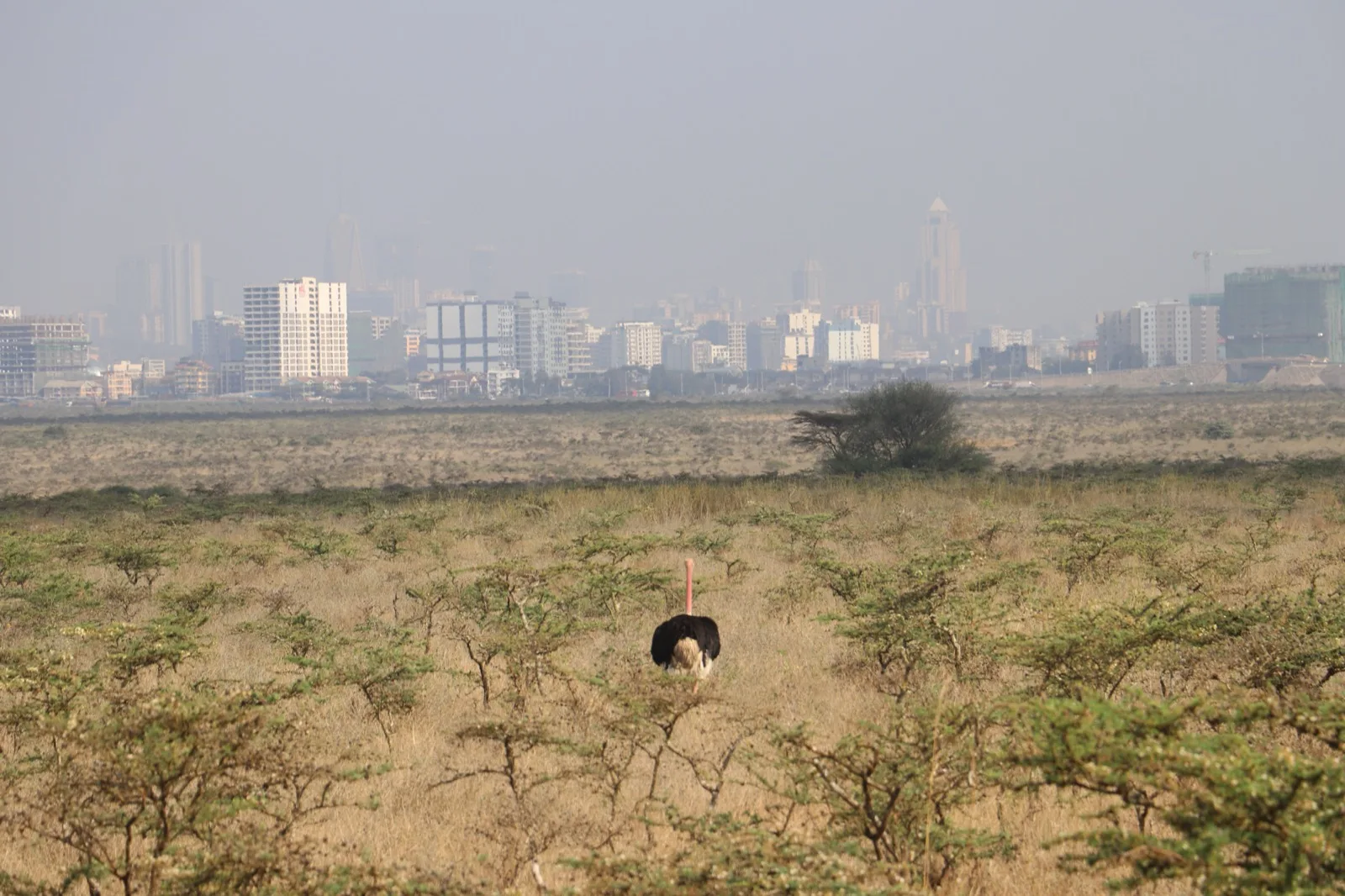 Male maasai Ostrich facing the Nairobi Skyline from the Nairobi National park