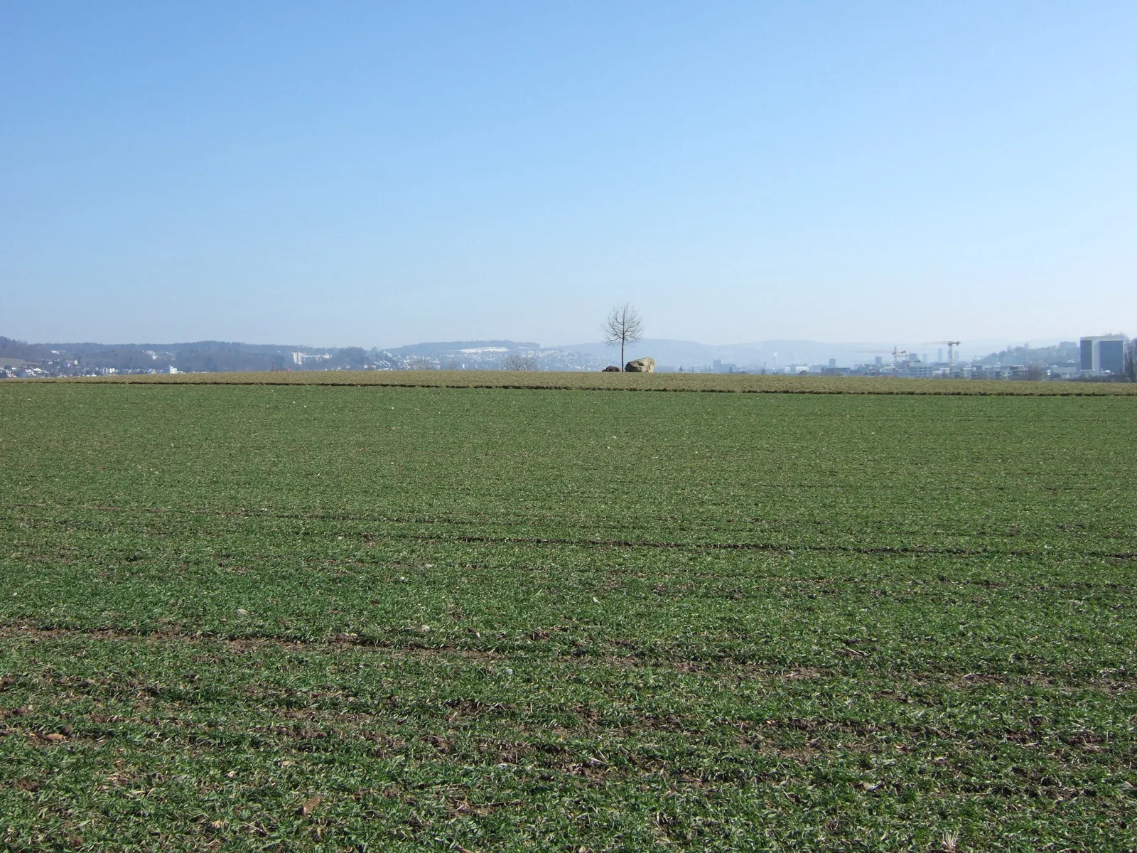 Green field with east limmattal skyline in background